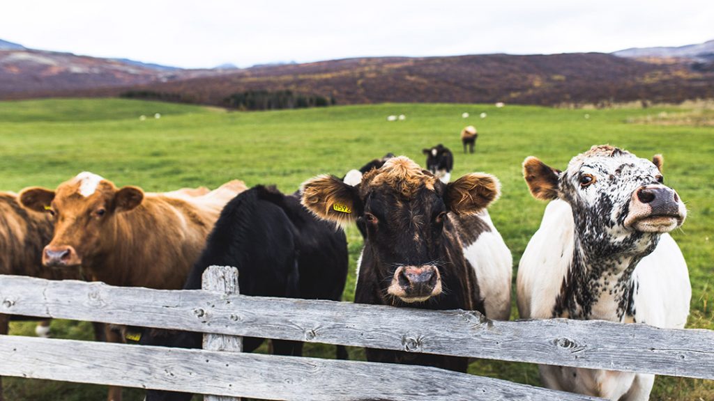 A group of cows looking out over a wooden fence. Low-carb diets require you to eat much more meat and animal products.