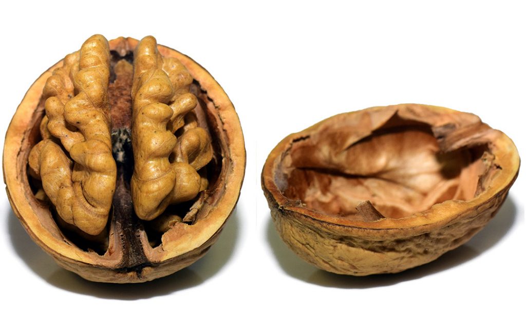 A freshly cracked walnut, great for brain health. Low-carb diets deprive the brain of the sugars it needs.